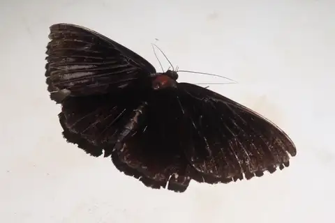Erebus purpurata