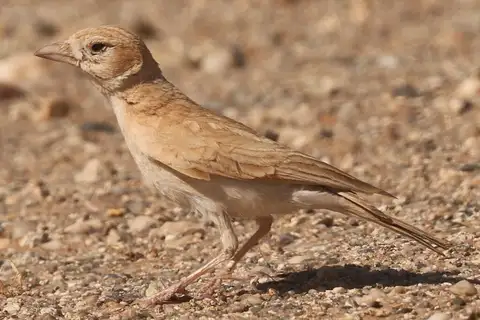 Dunn's Lark