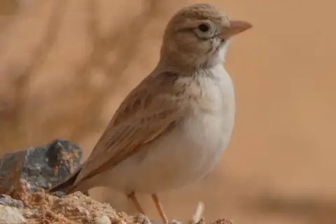 Arabian Lark