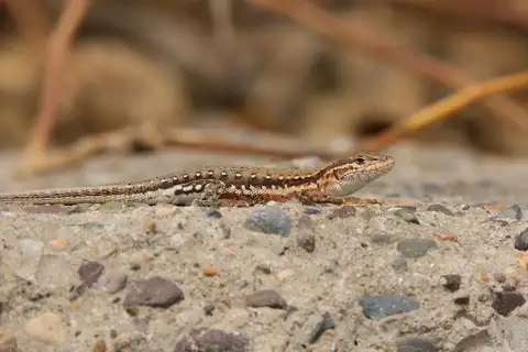 Ordos Racerunner