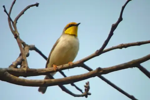 Black-necked Eremomela