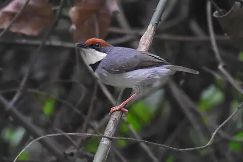 Rufous-crowned Eremomela