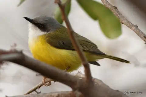Green-backed Eremomela
