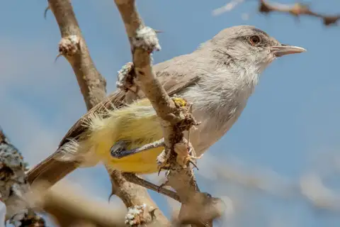 Yellow-vented Eremomela
