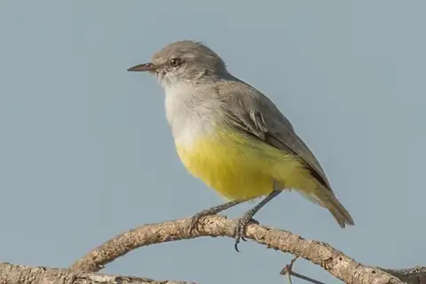 Yellow-bellied Eremomela