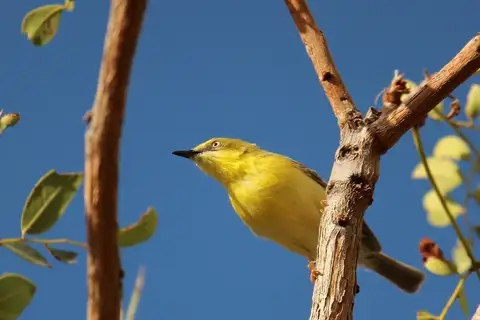 Green-capped Eremomela