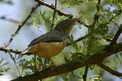 Burnt-necked Eremomela