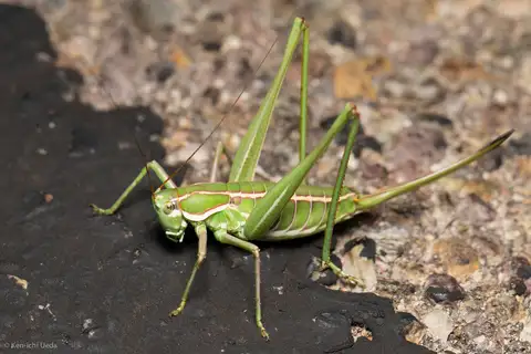 Two-lined Shieldback