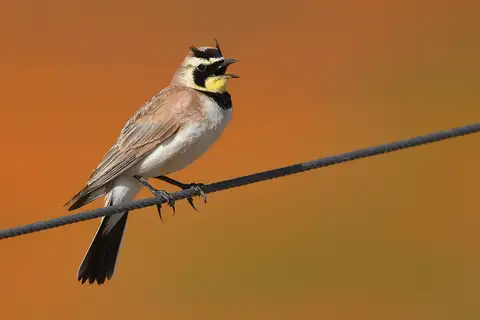 Horned Lark