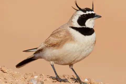 Temminck's Lark