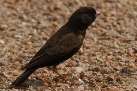 Black-eared Sparrow-Lark