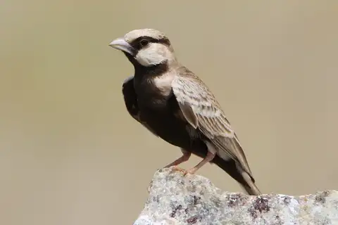 Ashy-crowned Sparrow-Lark