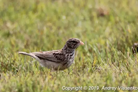 Madagascar Lark
