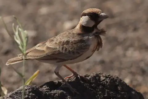 Fischer's Sparrow-Lark