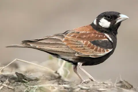 Chestnut-backed Sparrow-Lark