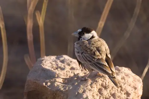 Black-crowned Sparrow-Lark