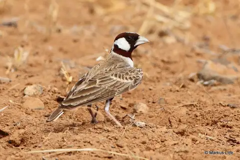 Chestnut-headed Sparrow-Lark