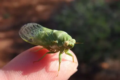 Turkey Bush Cicada