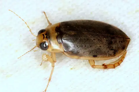 Padded Diving Beetle