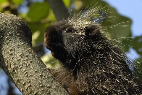 North American Porcupine