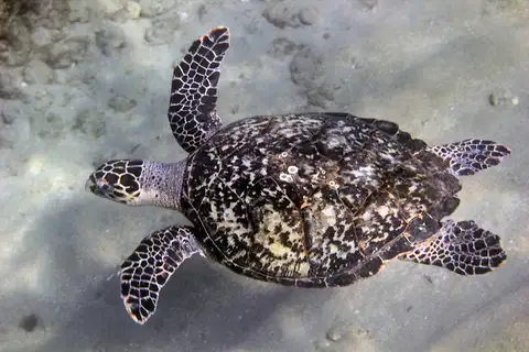Hawksbill Sea Turtle