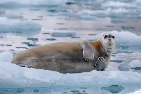 Bearded Seal