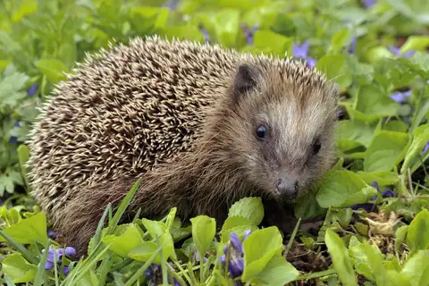 Common Hedgehog