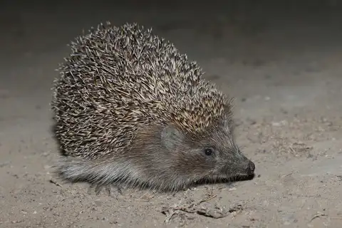Northern White-breasted Hedgehog