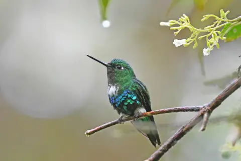 Emerald-bellied Puffleg