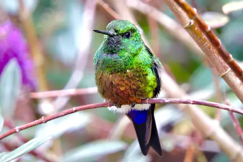 Coppery-bellied Puffleg
