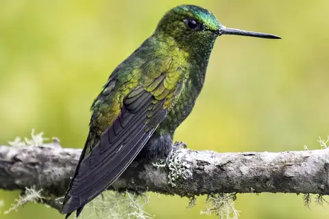 Black-thighed Puffleg