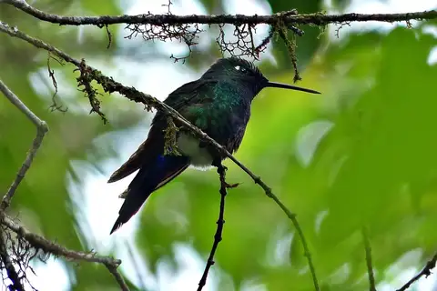 Blue-capped Puffleg