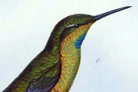 Turquoise-throated Puffleg