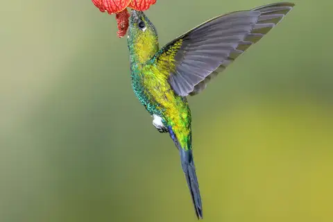 Sapphire-vented Puffleg