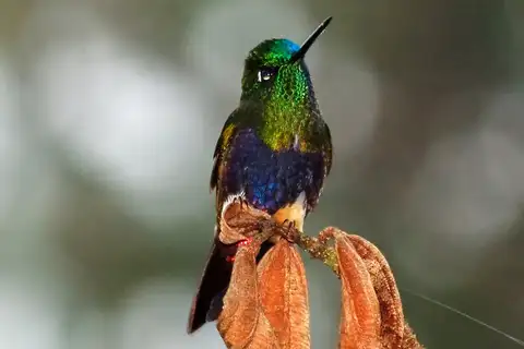 Colorful Puffleg