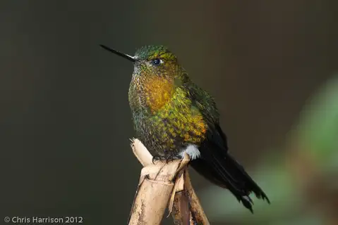Golden-breasted Puffleg