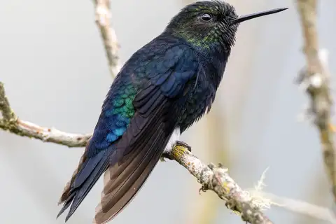 Black-breasted Puffleg