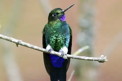 Glowing Puffleg