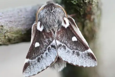Small Eggar