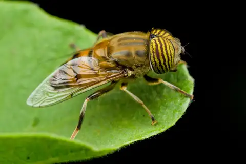 Stripe-eyed Lagoon Fly