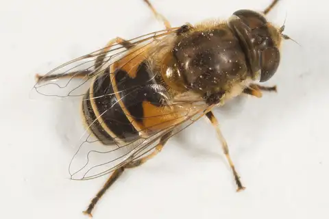 Eurasian Drone Fly