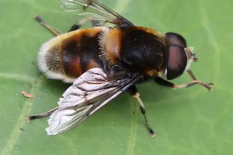 Furry Dronefly