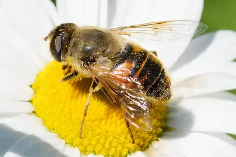 Common Drone Fly