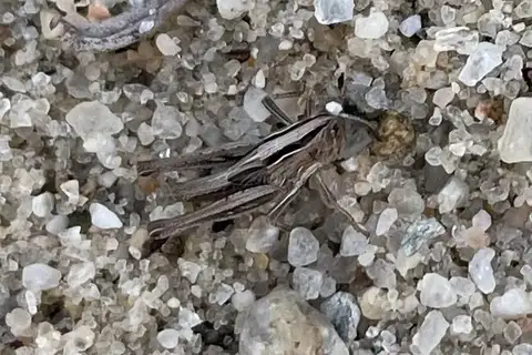 Velvet-striped Grasshopper