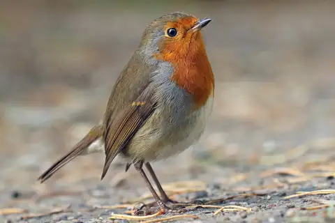European Robin