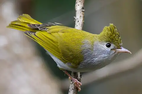 White-bellied Erpornis