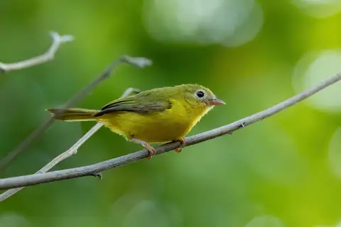 Little Yellow Flycatcher