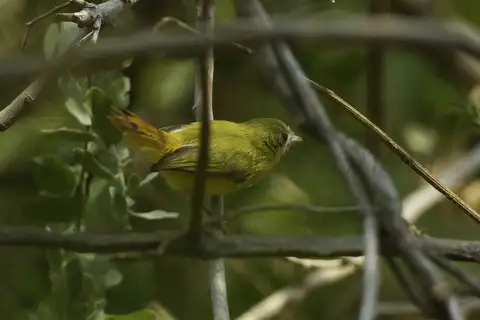 Livingstone's Flycatcher
