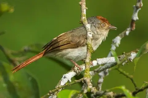 Chestnut-capped Flycatcher