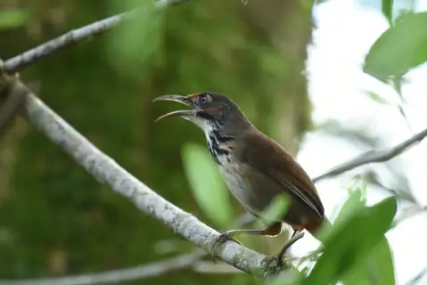 Black-necklaced Scimitar Babbler